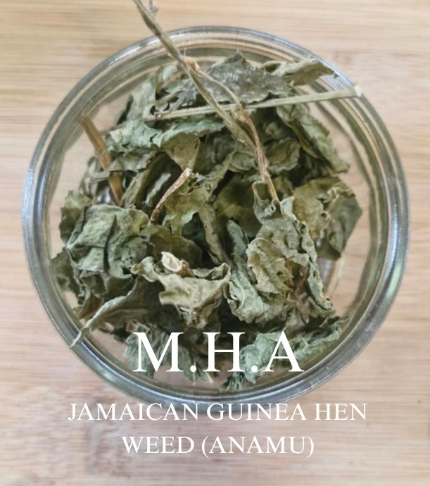 Jamaican Guinea Hen Weed (Anamu)